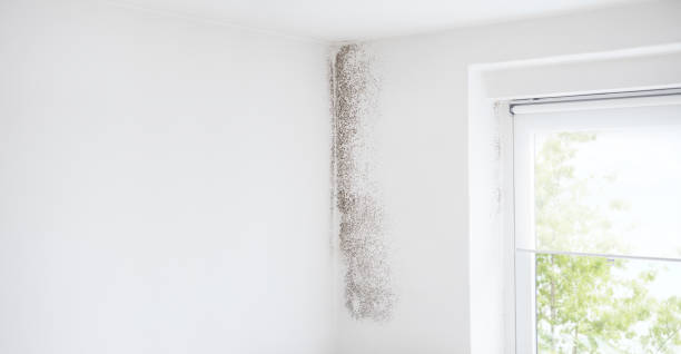  Jensen Beach, FL Mold Removal Pros
