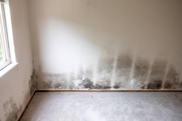 Best Real Estate Mold Inspection  in Jensen Beach, FL