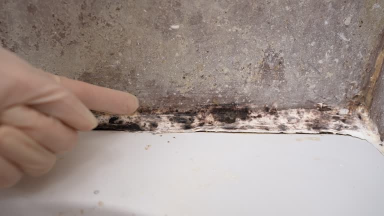 Best HVAC Mold Inspection and Cleaning  in Jensen Beach, FL